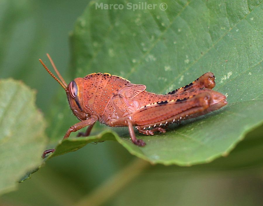 Ninfa di Anacridium aegyptium